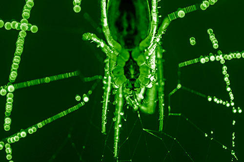 Orb Weaver Spider Dangling Downwards Among Web (Green Shade Photo)