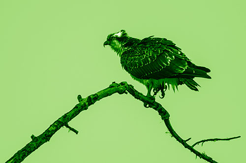 Osprey Hawk Balancing Among Bending Tree Branch (Green Shade)