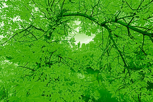 Overlooking River Through Bending Leaf Covered Autumn Tree Branch (Green Shade)
