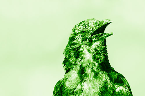 Panting Open Mouthed Crow Cooling Down Among Heat (Green Shade)