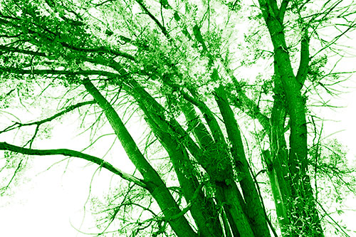 Partially Dead Fall Tree Trunks (Green Shade Photo)