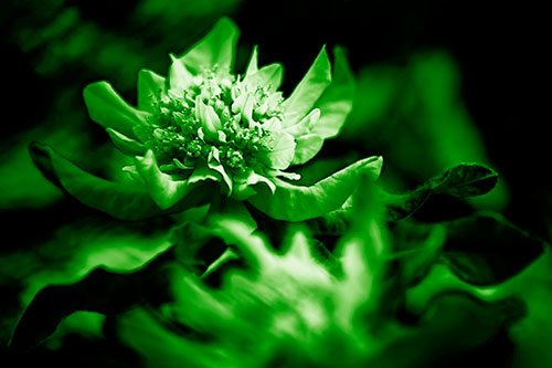 Peony Flower In Motion (Green Shade Photo)