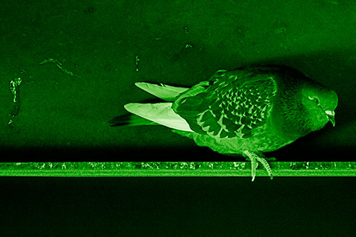 Pigeon Crouching On Steel Beam (Green Shade Photo)