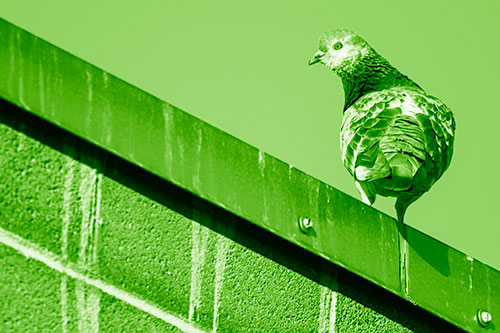 Pigeon Glances Backwards Atop Metal Roof Ledge (Green Shade)