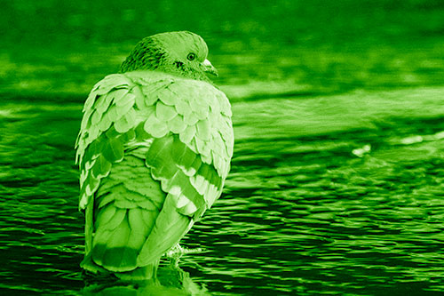 Pigeon Glancing Backwards Among River Water (Green Shade Photo)