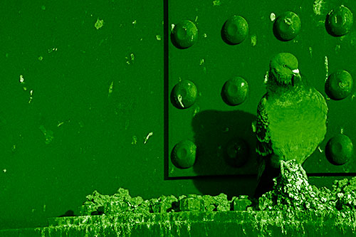 Pigeon Keeping Watch Among Dirty Bridge Steel (Green Shade)