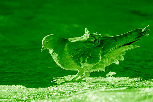 Pigeon Peeking Over Frozen River Ice Edge (Green Shade)