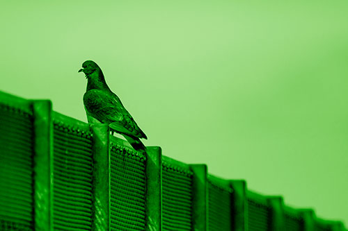 Pigeon Standing Atop Steel Guardrail (Green Shade Photo)