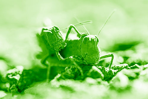 Piggybacking Grasshopper Goes For Ride (Green Shade Photo)