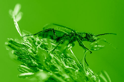 Pollen Covered Scarlet Malachite Beetle Hugging Flower Stem (Green Shade)