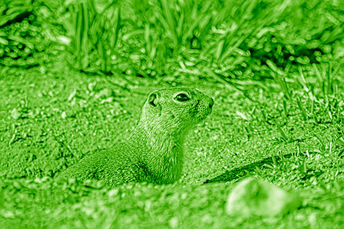 Prairie Dog Emerges From Dirt Tunnel (Green Shade Photo)