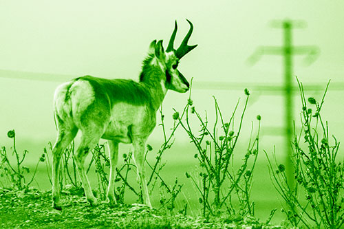 Pronghorn Gazes Powerlines Beyond Spiky Thistles (Green Shade Photo)