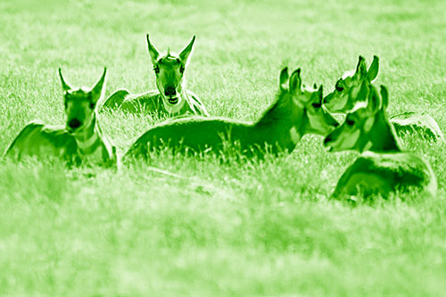 Pronghorn Herd Rest Among Grass (Green Shade Photo)
