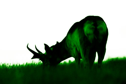Pronghorn Silhouette Eating Grass (Green Shade Photo)