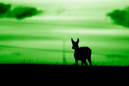 Pronghorn Silhouette Watches Sunset Atop Grassy Hill (Green Shade Photo)