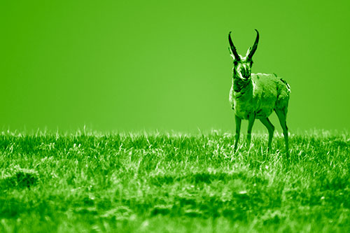 Pronghorn Standing Along Grassy Horizon (Green Shade Photo)