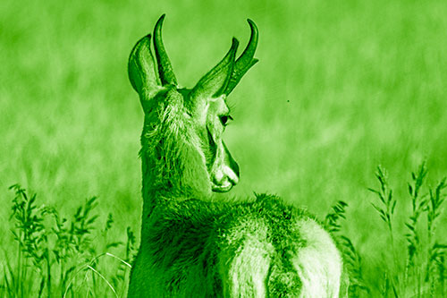 Pronghorn Watching Annoying Fly Buzzing Around (Green Shade)