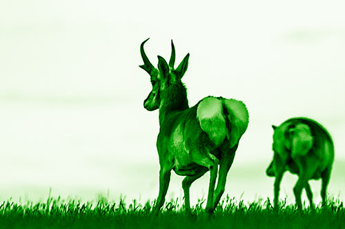 Pronghorns Begin Sprinting Towards Herd (Green Shade Photo)