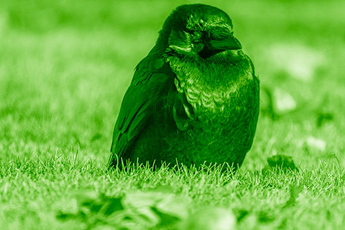 Puffy Crow Standing Guard Among Leaf Covered Grass (Green Shade Photo)