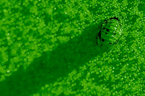 Pupa Convergent Lady Beetle Casts Shadow Among Sparkles (Green Shade Photo)