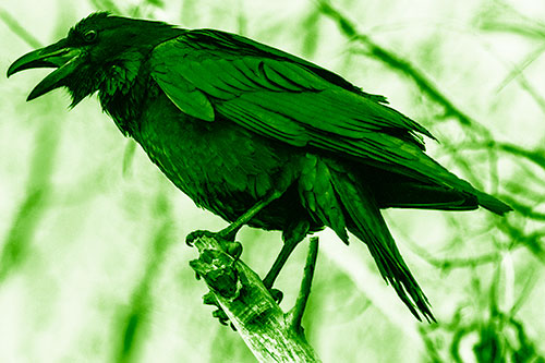 Raven Croaking Among Tree Branches (Green Shade Photo)