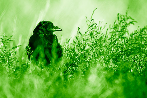 Raven Glancing Sideways Among Plants (Green Shade Photo)
