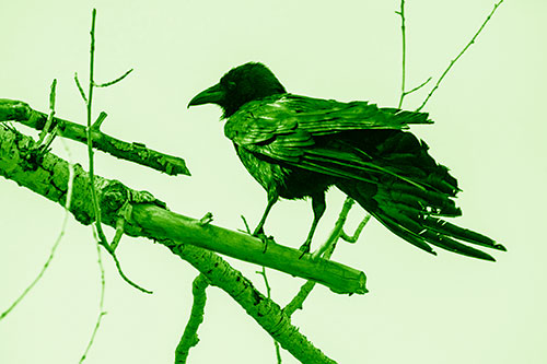 Raven Grips Onto Broken Tree Branch (Green Shade)