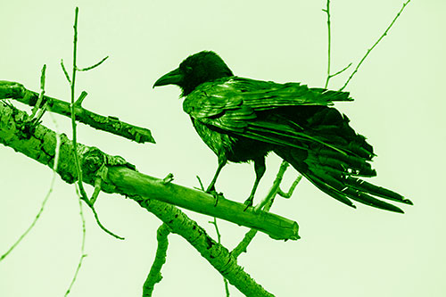 Raven Grips Onto Broken Tree Branch (Green Shade Photo)