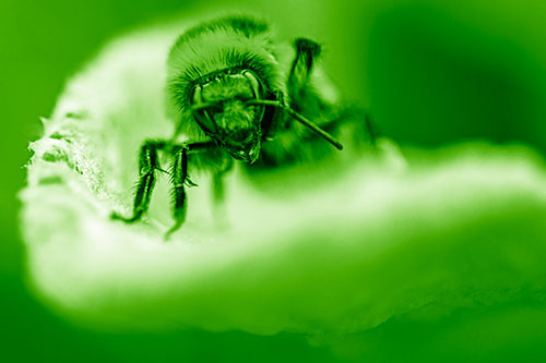 Red Belted Bumble Bee Crawling Flower Petal Edge (Green Shade Photo)