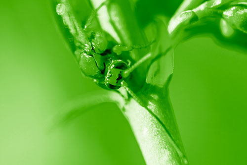 Red Wasp Crawling Down Flower Stem (Green Shade)