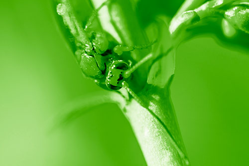 Red Wasp Crawling Down Flower Stem (Green Shade Photo)