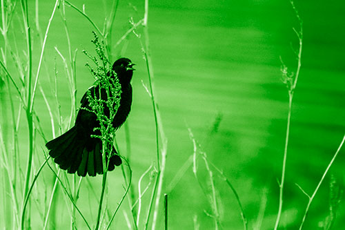 Red Winged Blackbird Chirping From Plant Top (Green Shade Photo)