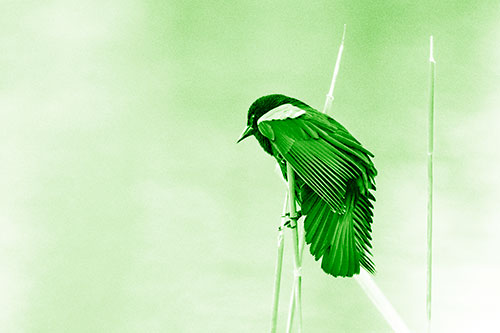 Red Winged Blackbird Clasping Onto Sticks (Green Shade Photo)