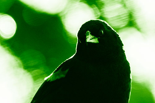 Red Winged Blackbird Tilting Head Among Sunlight (Green Shade Photo)