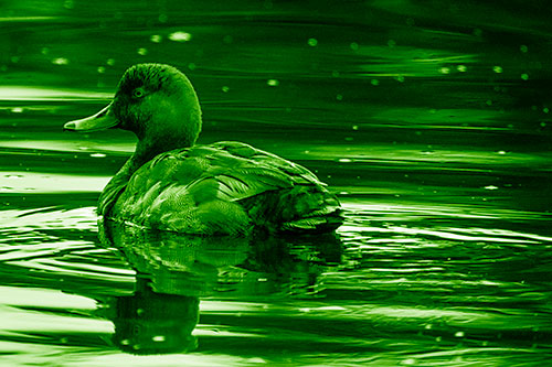 Redhead Duck Floating Atop Lake Water (Green Shade)