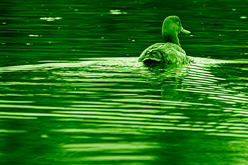 Redhead Duck Swimming Across Water (Green Shade Photo)