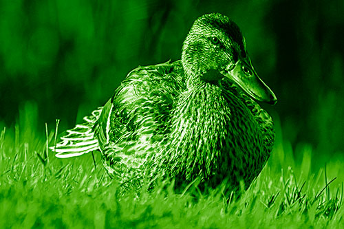 Rested Mallard Duck Rises To Feet (Green Shade Photo)
