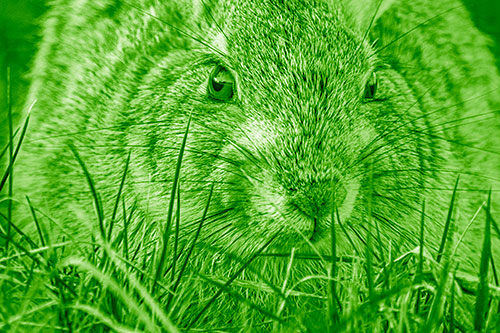 Resting Bunny Rabbit Watches Closely Among Grass Blades (Green Shade)