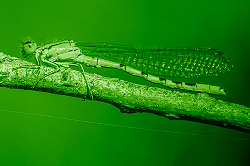 Resting Damselfly Spread Across Branch (Green Shade)