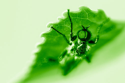 Resting March Fly Seeks Shade Beneath Leaf Petal (Green Shade)