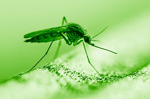 Resting Mosquito Awaits Warmth Among Sunlight (Green Shade)