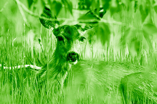 Resting White Tailed Deer Watches Surroundings (Green Shade Photo)