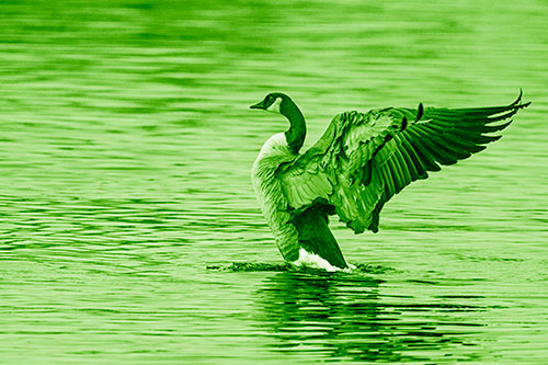 Rising Canadian Goose Spreading Wings Among Lake Top (Green Shade)