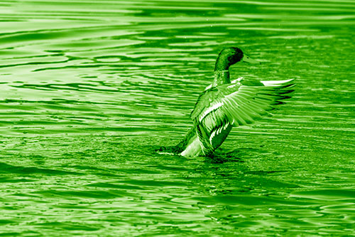Rising Mallard Duck Flapping Wings Among Rippling Water (Green Shade)