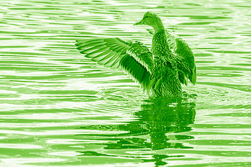 Rising Mallard Duck Flaps Wings Atop Lake (Green Shade)
