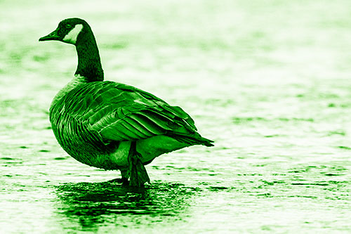 River Walking Canadian Goose (Green Shade Photo)