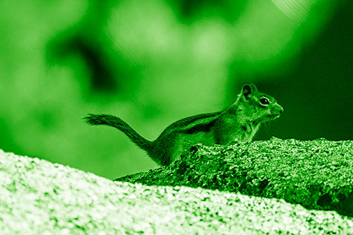 Rock Climbing Squirrel Reaches Shaded Area (Green Shade Photo)