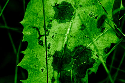 Rot Screaming Leaf Face Among Grass Blades (Green Shade Photo)