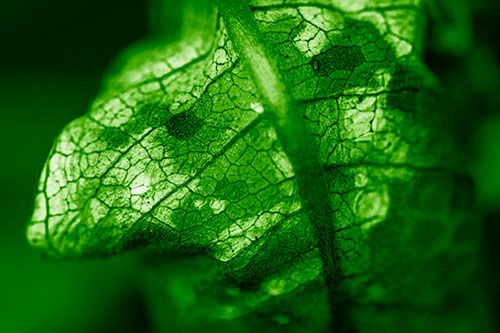 Rotting Veined Leaf Stem Face (Green Shade Photo)