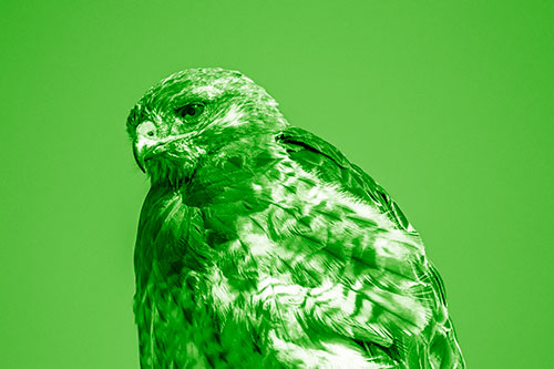 Rough Legged Hawk Keeping An Eye Out (Green Shade Photo)